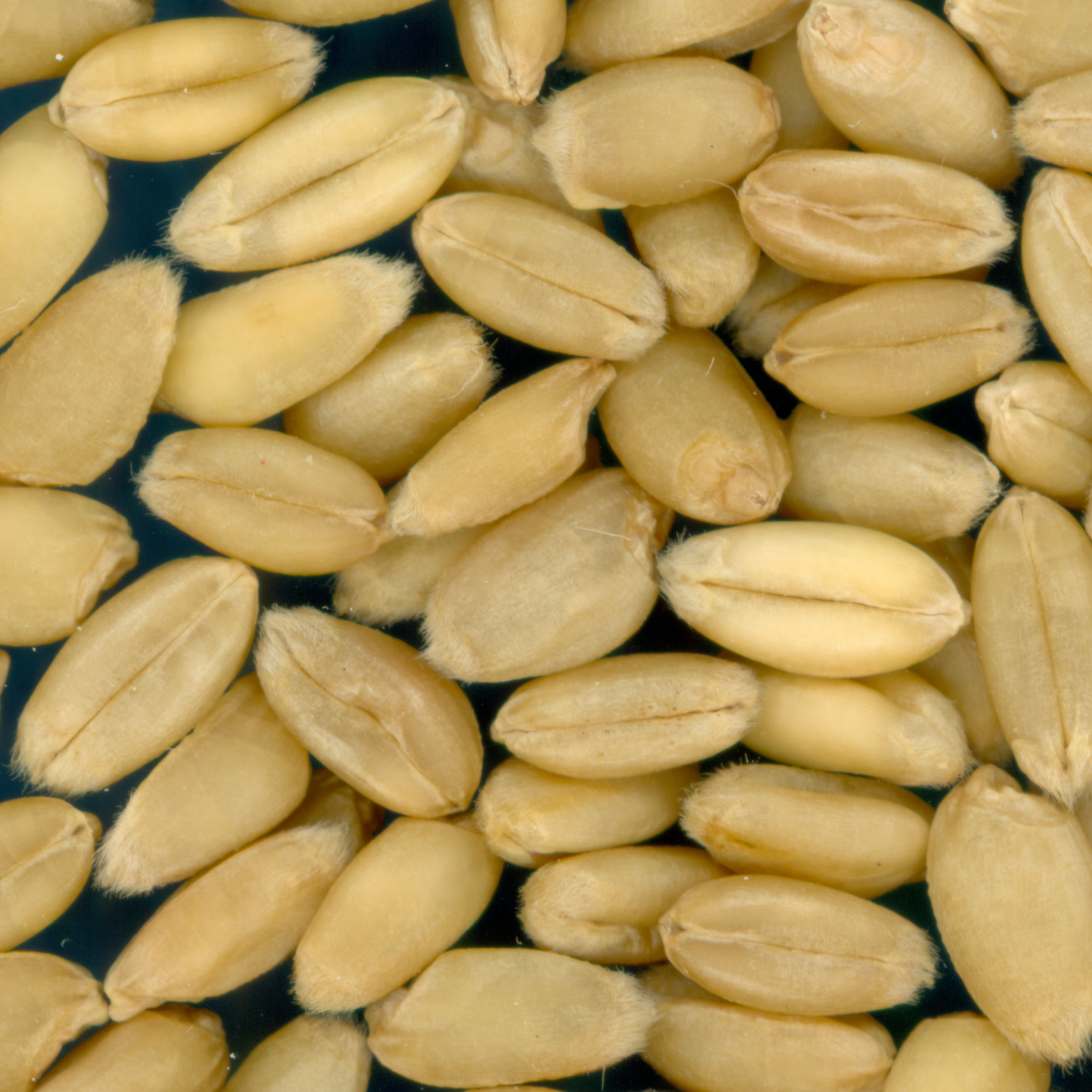 Click for 2 image(s) for this accession. KERNELS